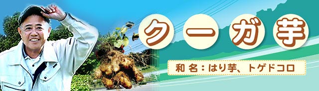 クーガ芋(別名トゲドコロ)の収穫現場